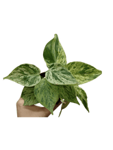 Philodendron Hederaceum Oxycardium Variegata